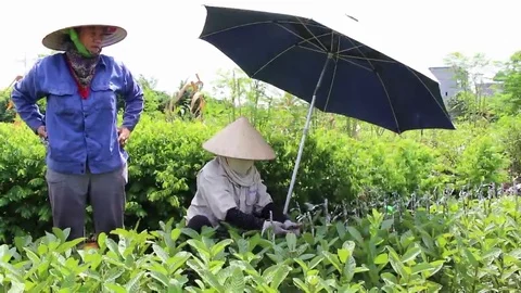 Workers are grafted seedlings Stock Footage 69187034