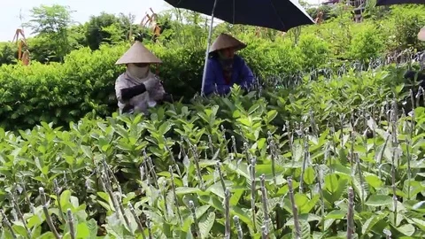 Workers are grafted seedlings Stock Footage 69187182