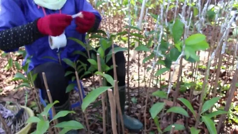 Workers are grafted seedlings Stock Footage 69187281