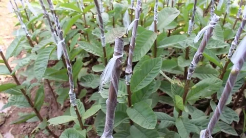 Workers are grafted seedlings Stock Footage 69187422