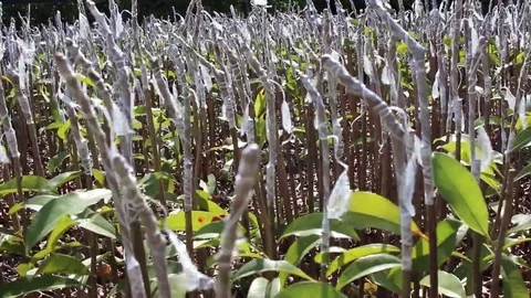 Workers are grafted seedlings Stock Footage 69187509