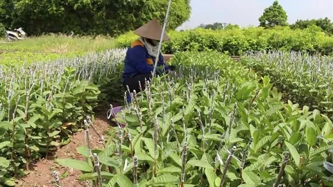 Workers are grafted seedlings Stock Footage 69187638