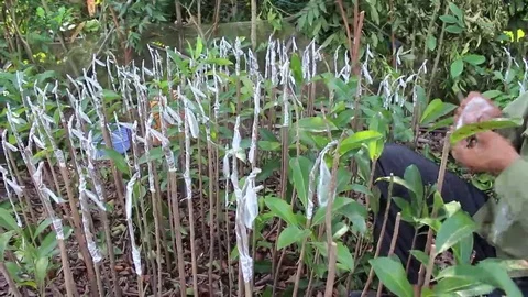 Workers are grafted seedlings Stock Footage 69187649