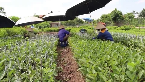 Workers are grafted seedlings Stock Footage 69187815