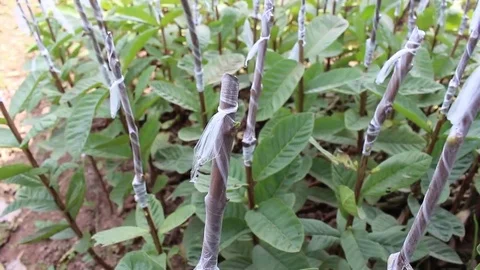 Workers are grafted seedlings Stock Footage 69188042