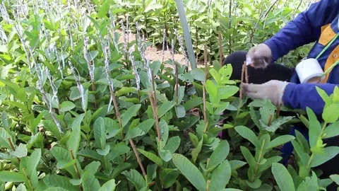 Workers are grafted seedlings Stock Footage 69188211