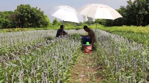 Workers are grafted seedlings Stock Footage 69188339