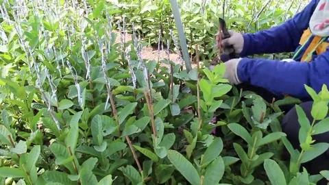 Workers are grafted seedlings Stock Footage 69188580