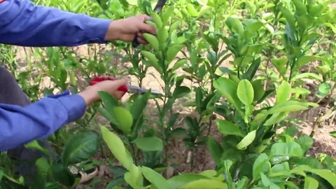Workers are grafted seedlings Stock Footage 69188652