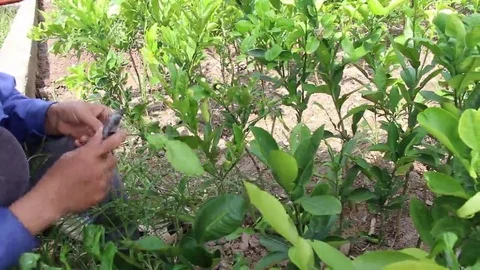 Workers are grafted seedlings Stock Footage 69188795