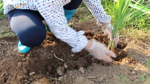 Workers are growing vegetables in the garden Stock Footage 64578123