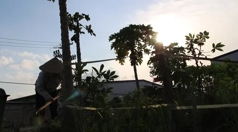 Workers are growing vegetables in the garden Stock Footage 64578912