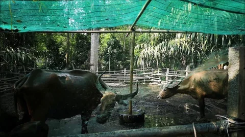 Workers are injecting water in the buffalo on the farm. Stock Footage 104806233