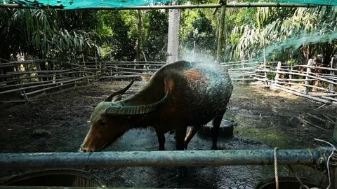 Workers are injecting water in the buffalo on the farm Stock Footage