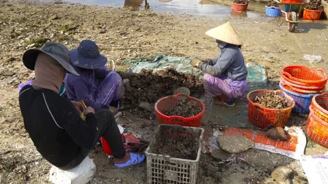 Workers are Opening Oyster in Lap An Lagoon, Vietnam 스톡 동영상 230256743