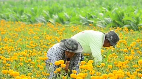 Workers are picking marigold flowers for sell to flower market. Stock Footage 48042970