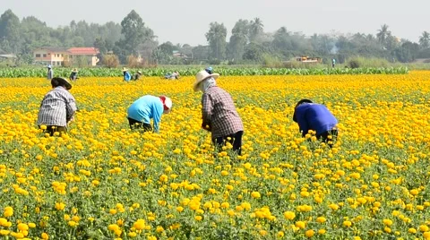 Workers are picking marigold flowers for sell to flower market. Stock Footage 48043078