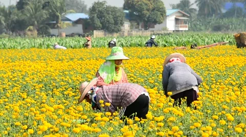 Workers are picking marigold flowers for sell to flower market. Stock Footage 48043102