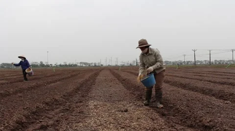Workers are planting vegetables Stock Footage 58627434