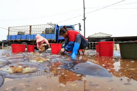 Workers are processing jellyfish products, Luannan County, Hebei Province, .. Stock Photos
