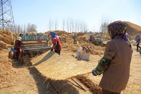 Workers are processing straw curtain, Luannan County, Hebei Province, China. Stock Photos