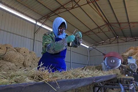 Workers are processing straw products, Luannan County, Hebei Province, China 스톡 사진