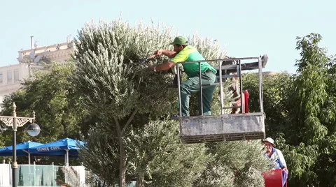 Workers are pruning tree Stock Footage 41289694