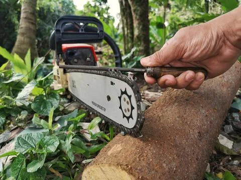 Workers are sharpening chainsaws manually. Stock Photos