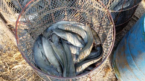Workers are sorting catfish size in fish farm before transport to market Stock Footage 103346496