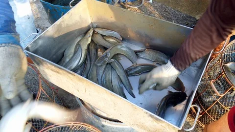 Workers are sorting catfish size in fish farm before transport to market Stock Footage 103346712