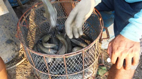 Workers are sorting catfish size in fish farm before transport to market Stock Footage 103346723