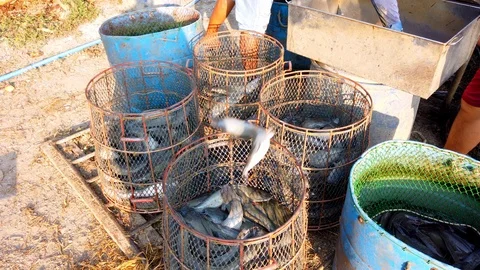 Workers are sorting catfish size in fish farm before transport to market Stock Footage 103346862