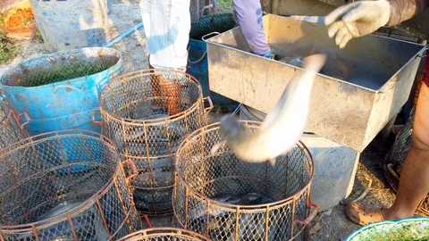 Workers are sorting catfish size in fish farm before transport to market Stock Footage 103398641