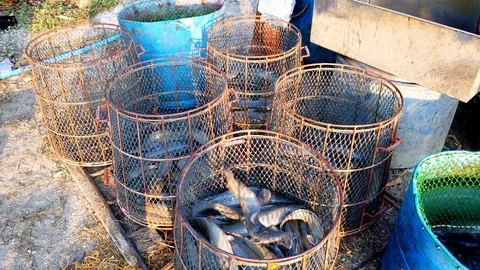 Workers are sorting catfish size in fish farm before transport to market Stock Footage 103399365