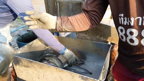 Workers are sorting catfish size in fish farm before logistic transport market Видео 104021134