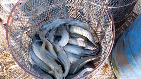 Workers are sorting catfish size in fish farm before logistic transport market Stock Footage 104021280