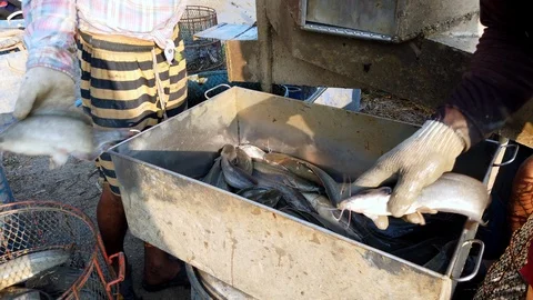 Workers are sorting catfish size in fish farm before logistic transport market Stock Footage 104021847