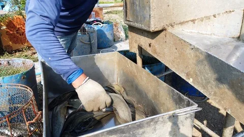 Workers are sorting catfish size in fish farm before transport to market Stock Footage 104591711