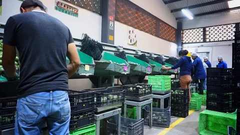 Workers are sorting out avocados in a production line in Uruapan, Mexico Stock Footage 99129783