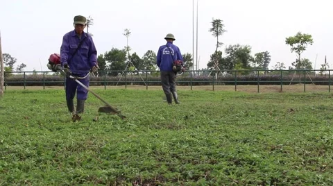 Workers are trimming trees Stock Footage 58626366