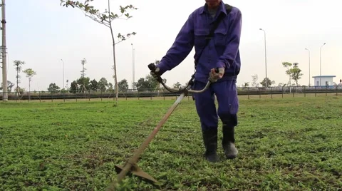 Workers are trimming trees Stock Footage 58626369