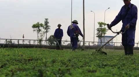 Workers are trimming trees Stock Footage 58626391