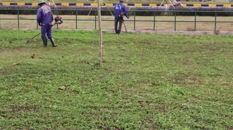 Workers are trimming trees Stock Footage 58626392