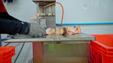 Workers are using knives to cut the sardines Stock Footage 339047316