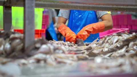 Workers are using knives to cut the sardines Stock Footage 339047325