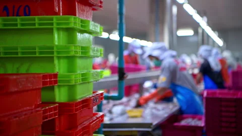 Workers are using knives to cut the sardines Stock Footage 339047492