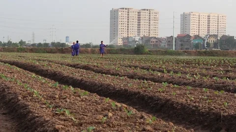 Workers are watering the vegetables Stock Footage 64577944