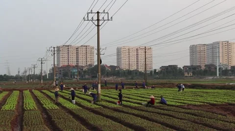 Workers are watering the vegetables Stock Footage 64577979