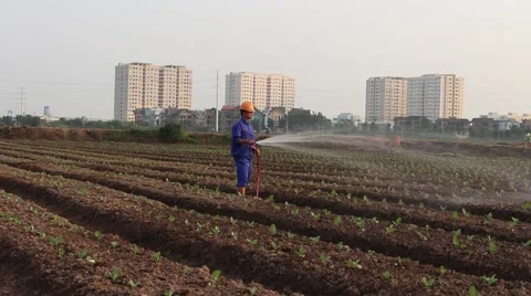 Workers are watering the vegetables Stock Footage 64578105