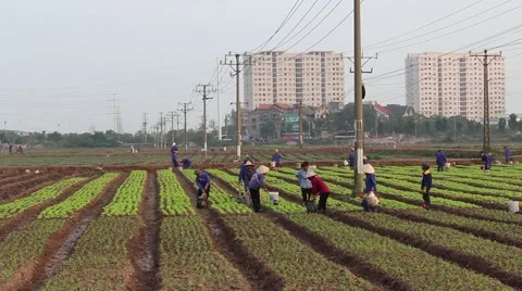 Workers are watering the vegetables Stock Footage 64578218